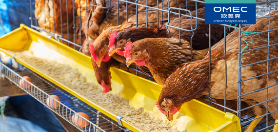 健康养殖新风口：饲料管理的精细化 “粒度” 革命